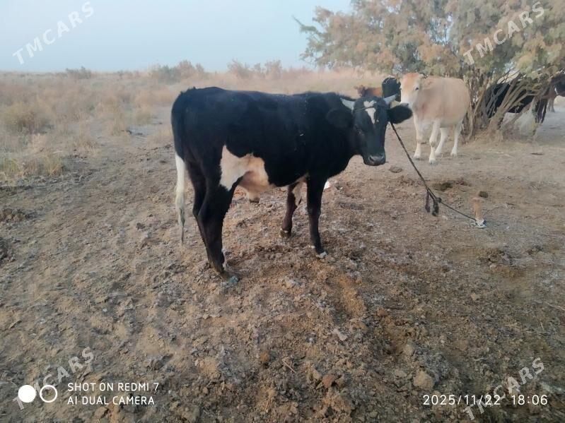 okuz - Bäherden - img 3