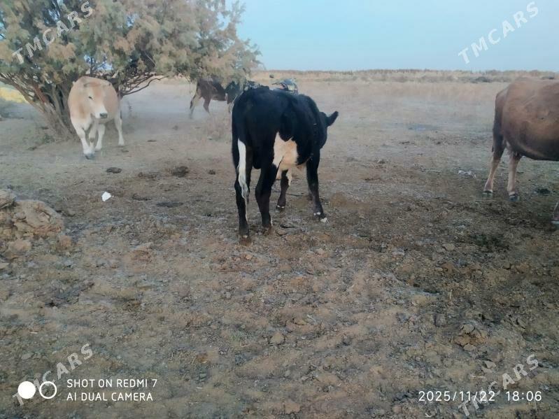 okuz - Bäherden - img 4