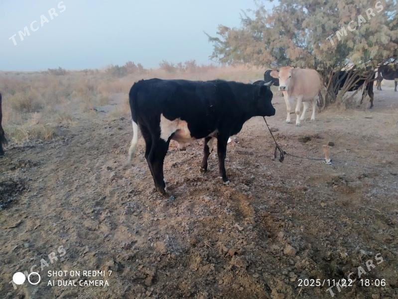 okuz - Bäherden - img 5