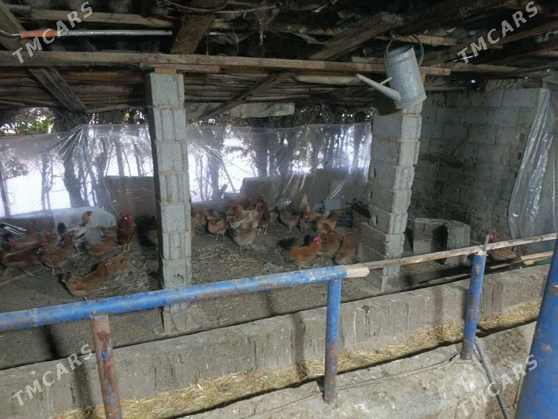 towuk - Köşi - img 1