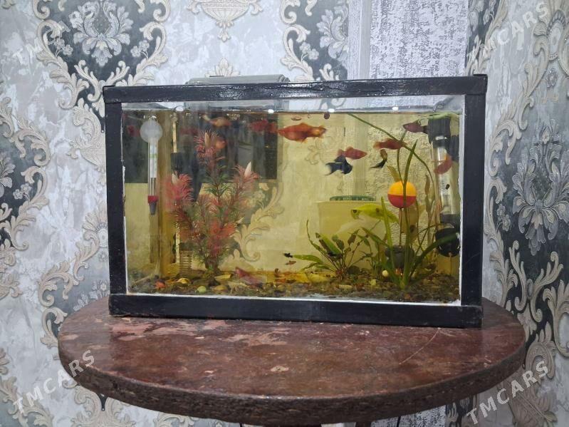 alwarium - Türkmenabat - img 2