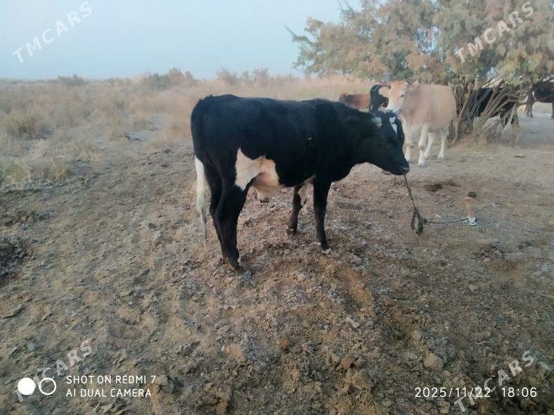 okuz - Bäherden - img 6