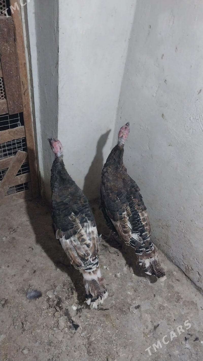 INDUK - Теджен - img 4