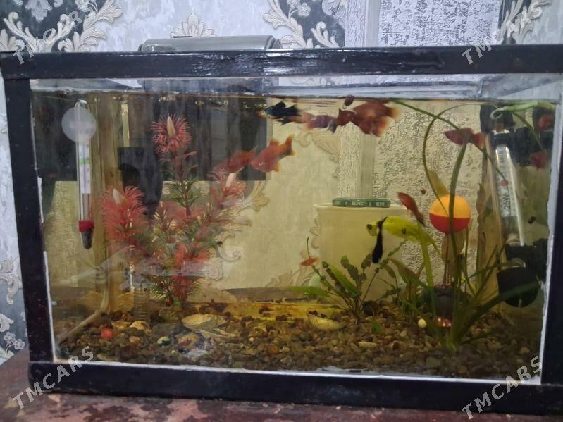 alwarium - Türkmenabat - img 4