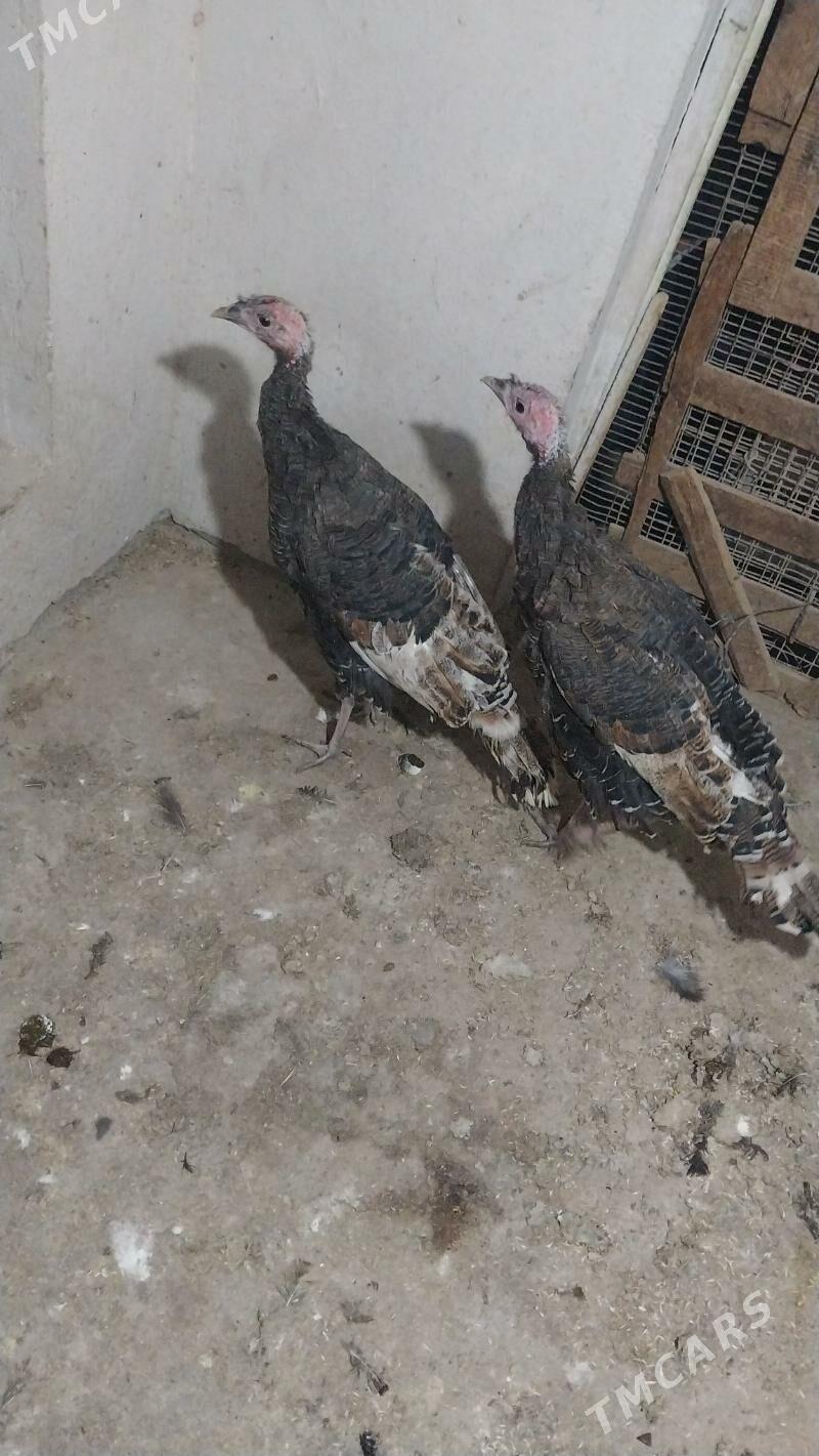 INDUK - Теджен - img 3