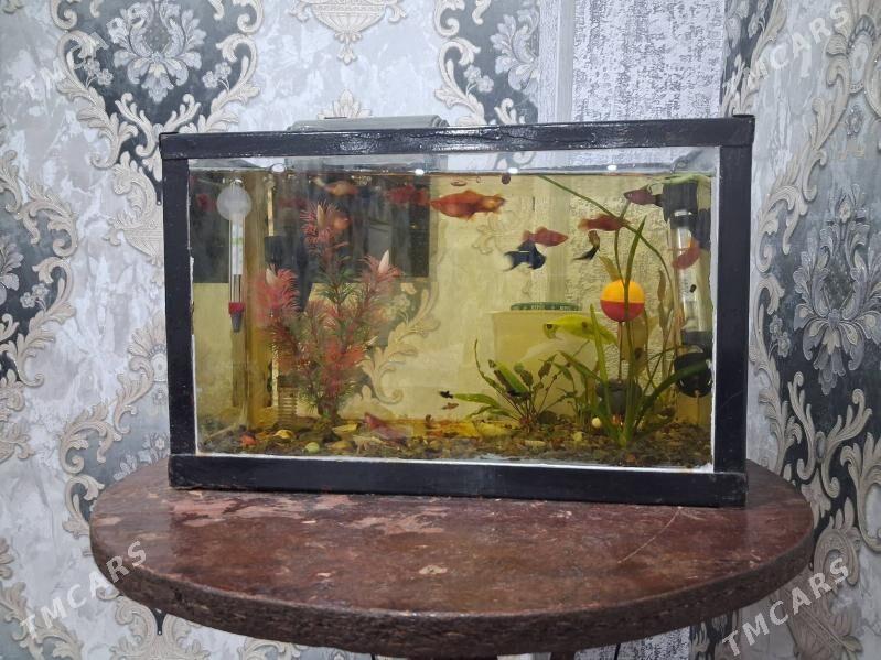 alwarium - Türkmenabat - img 1