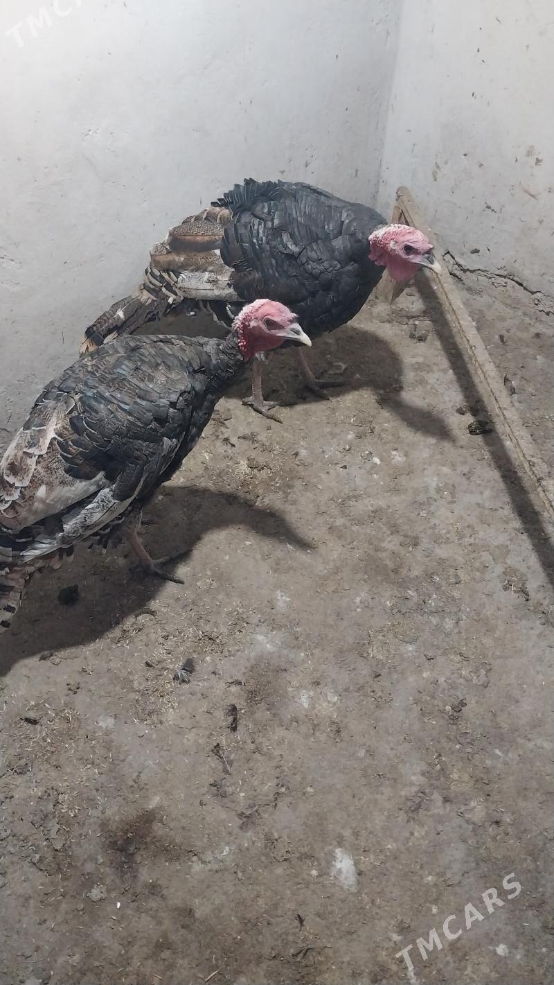 INDUK - Теджен - img 2