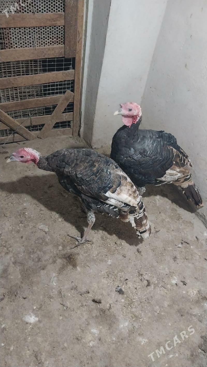 INDUK - Теджен - img 3