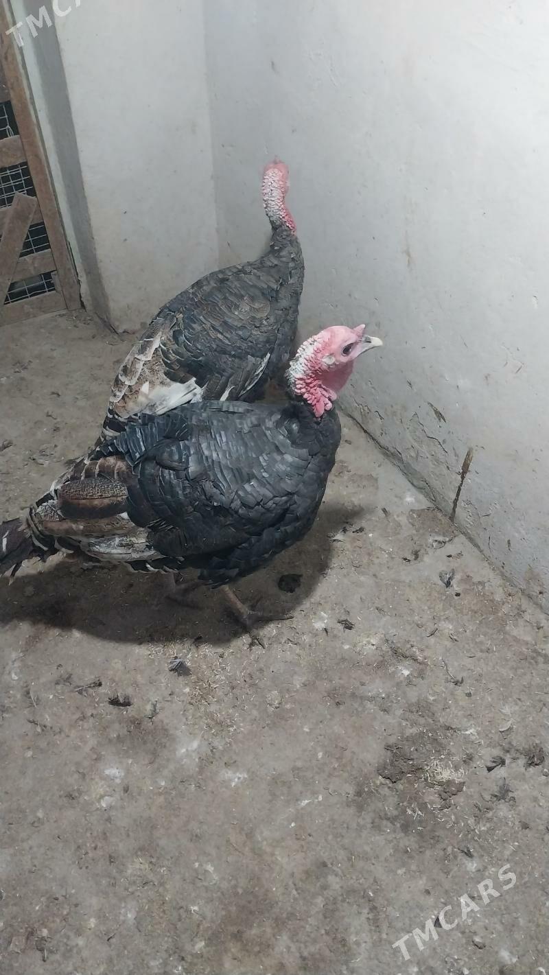 INDUK - Теджен - img 1