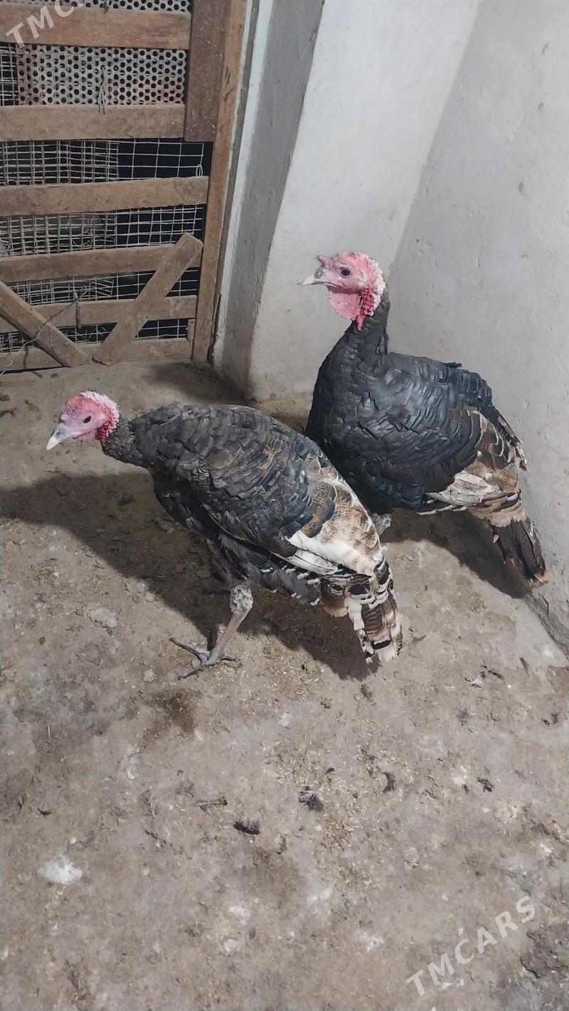 INDUK - Теджен - img 4