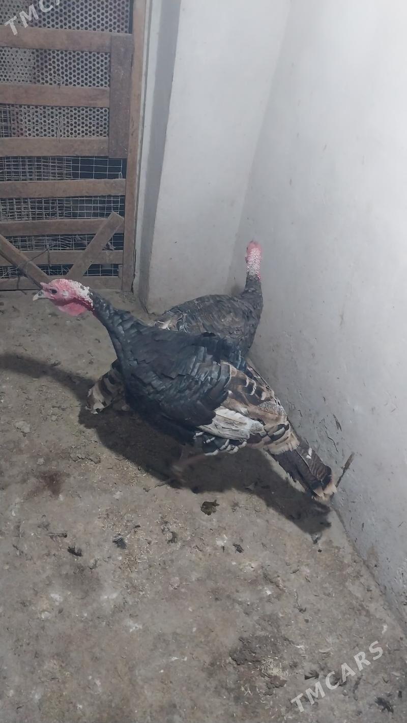 INDUK - Теджен - img 6