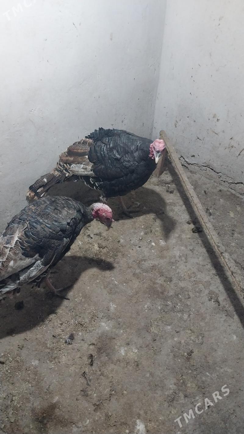 INDUK - Теджен - img 5