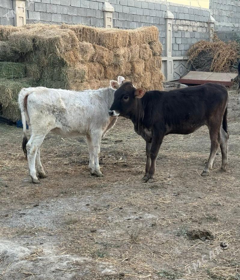 Şiwes Tuweler - Бузмеин - img 1