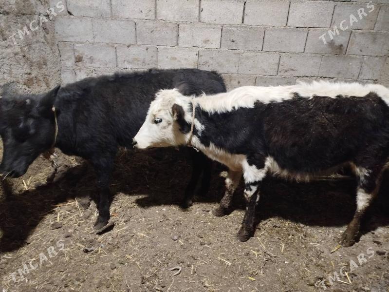 Tuwe - Büzmeýin - img 3