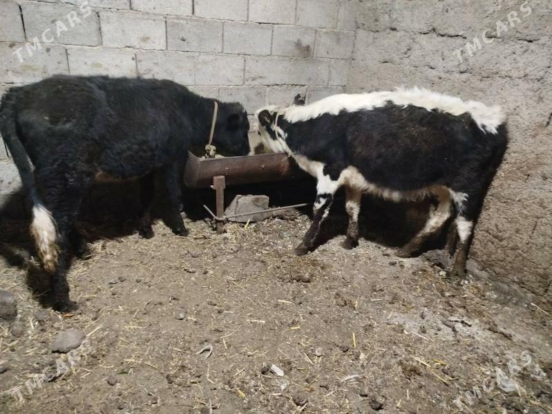 Tuwe - Büzmeýin - img 4