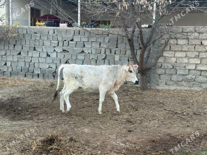 Şiwes Tuweler - Бузмеин - img 3