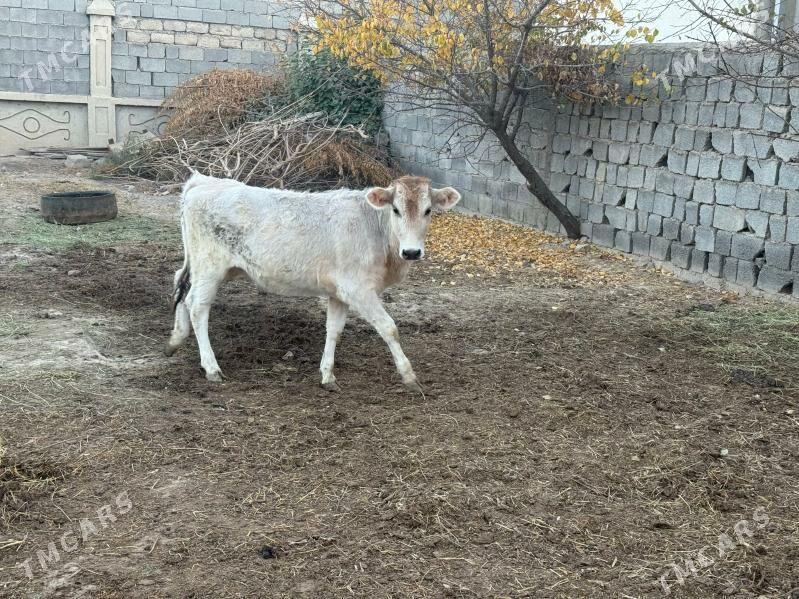 Şiwes Tuweler - Бузмеин - img 4