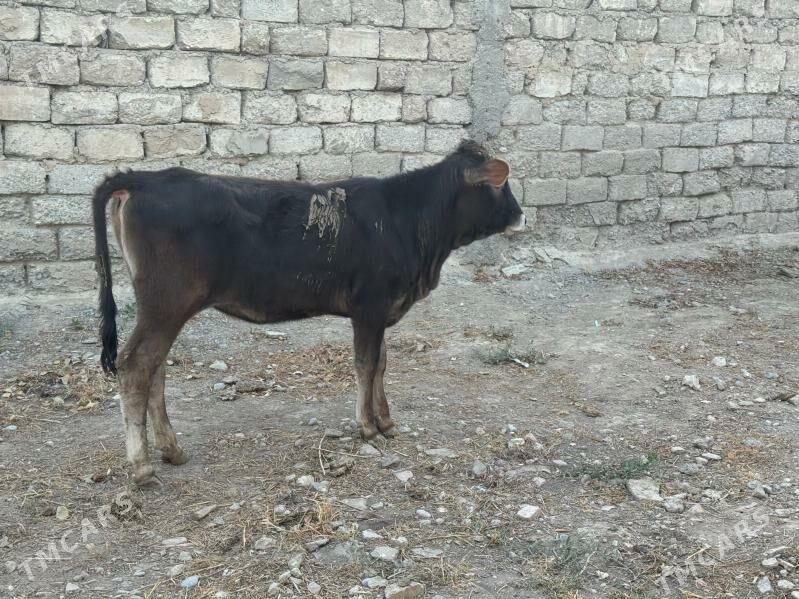 Şiwes Tuweler - Бузмеин - img 7