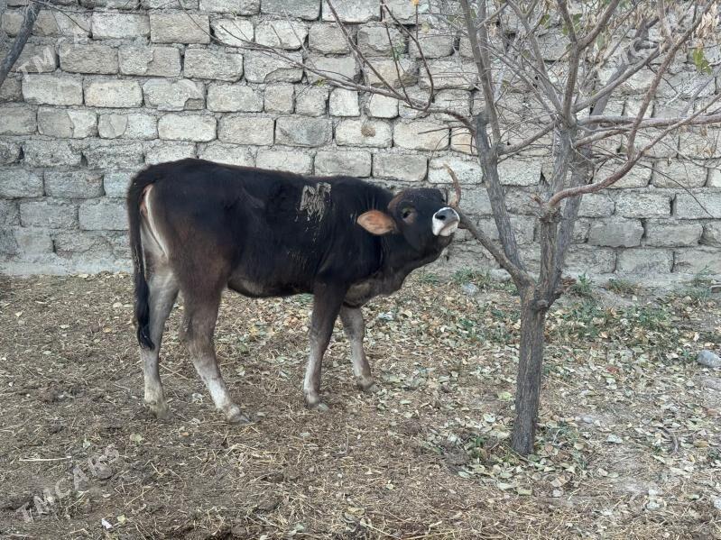 Şiwes Tuweler - Бузмеин - img 6