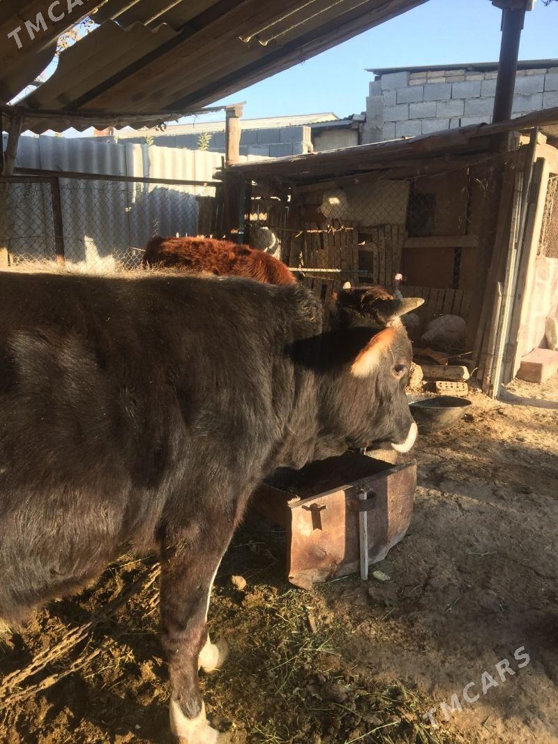 şwes öküz - Ýaşlyk - img 2