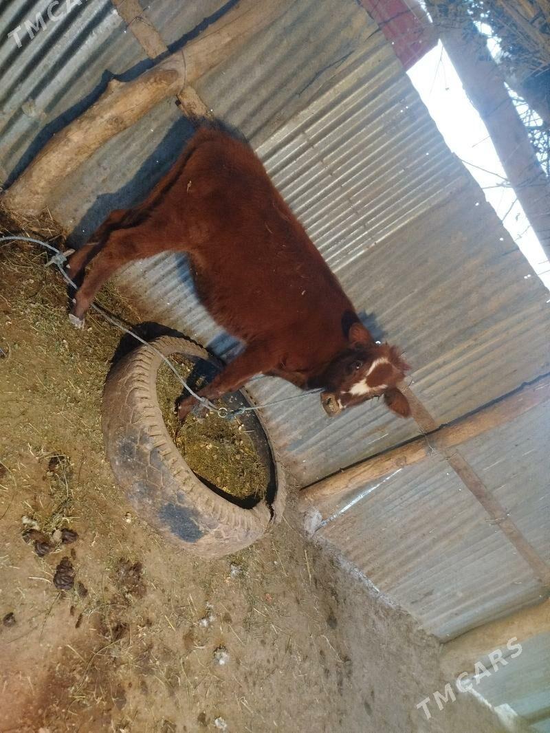 Sağlyk sygyr - Сакар - img 6