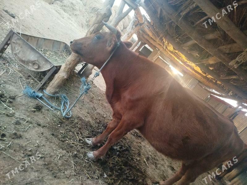 Sağlyk sygyr - Сакар - img 3