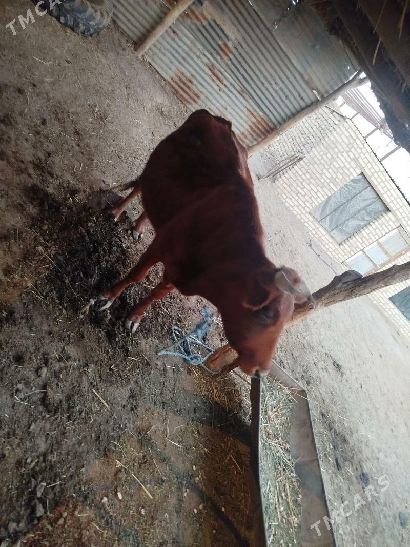 Sağlyk sygyr - Сакар - img 5