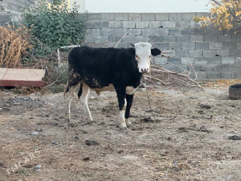 Simental Okuz - Бузмеин - img 2
