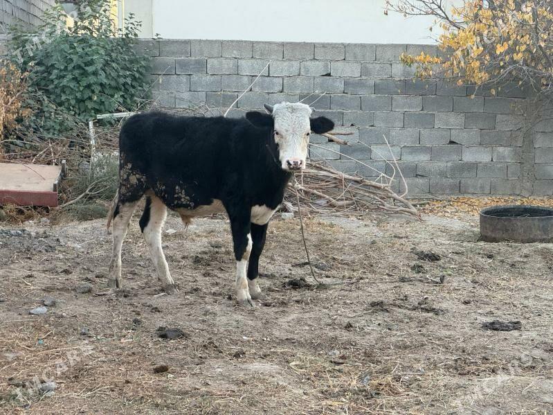 Simental Okuz - Бузмеин - img 1