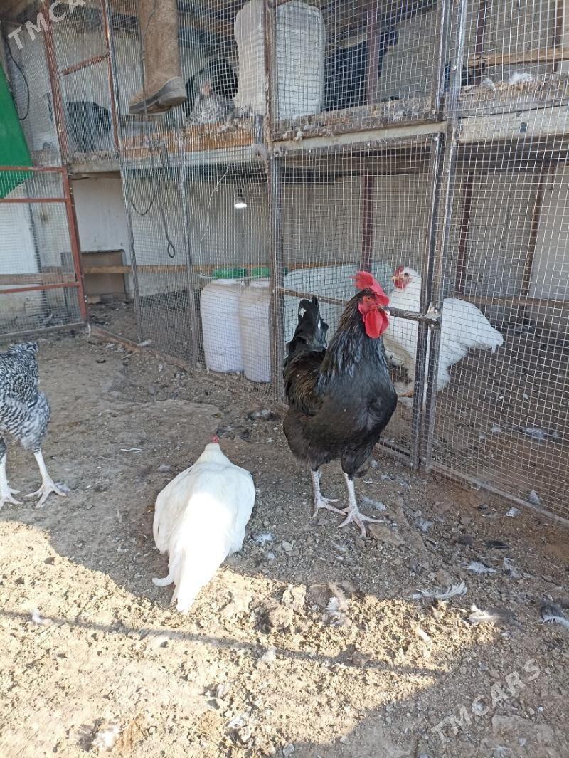 товук гигант - Мары - img 3