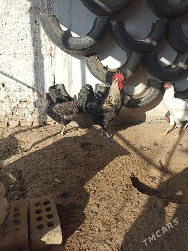 товук гигант - Мары - img 5