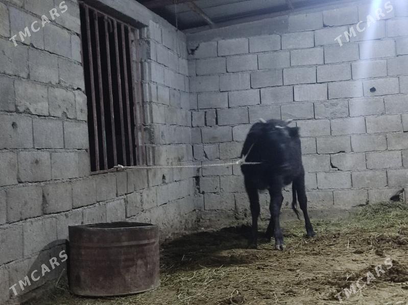 tohum tuwe - Гёкдепе - img 6