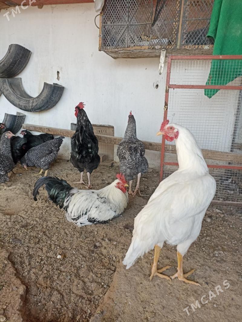 товук гигант - Мары - img 1