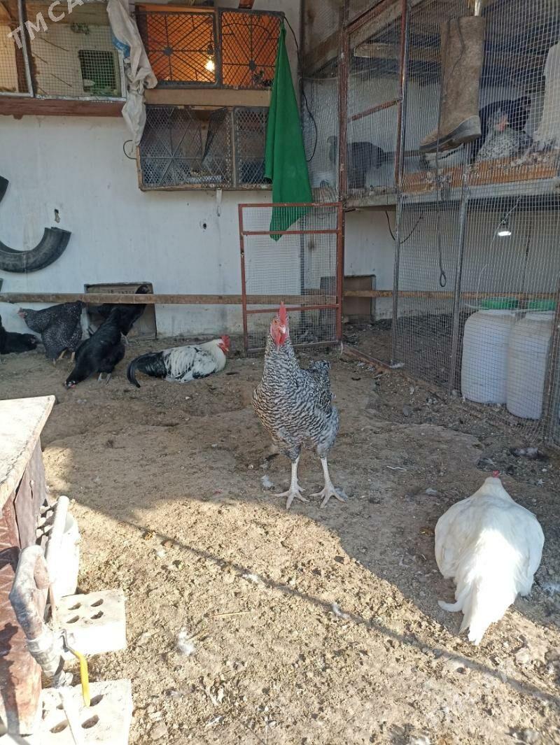 товук гигант - Мары - img 2