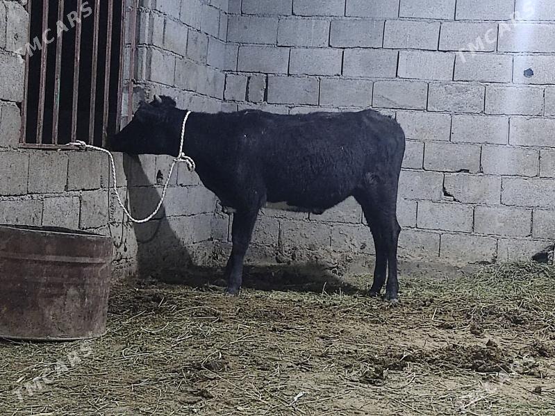 tohum tuwe - Гёкдепе - img 2