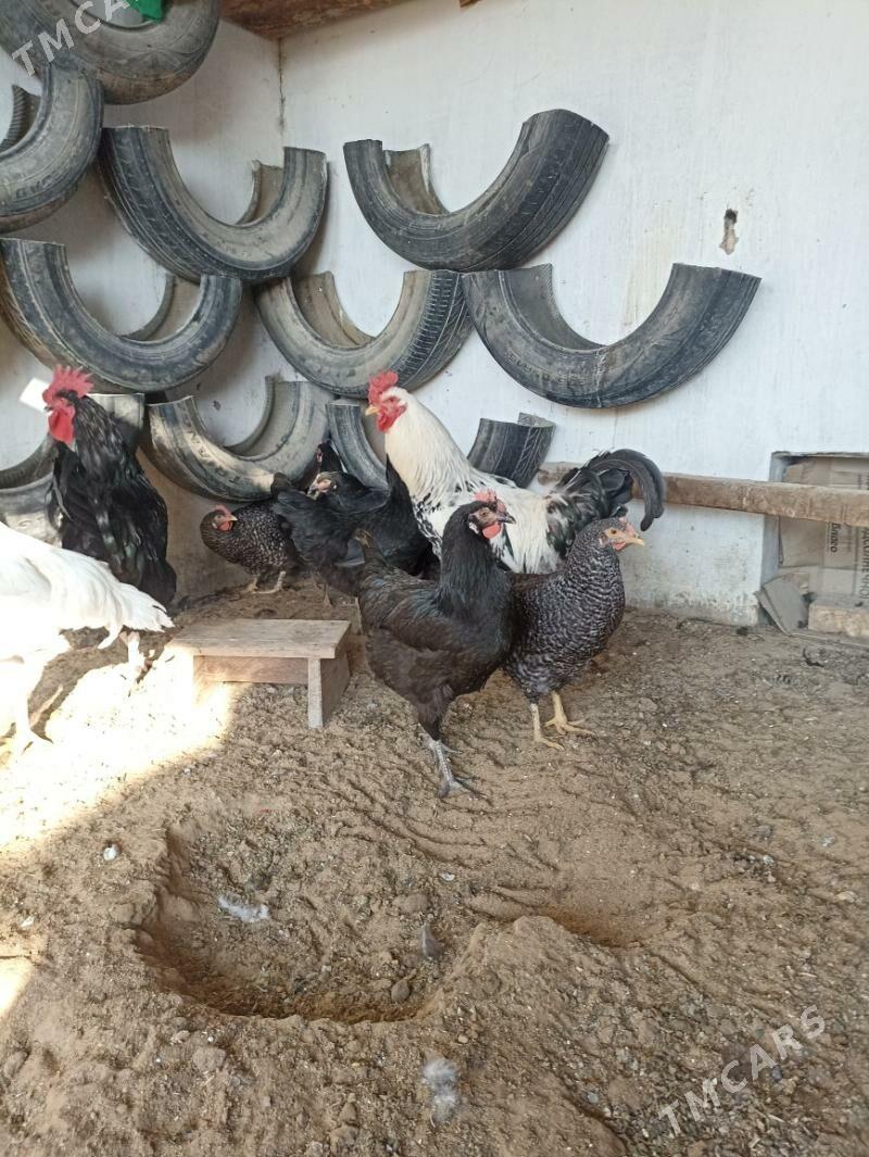 товук гигант - Мары - img 6