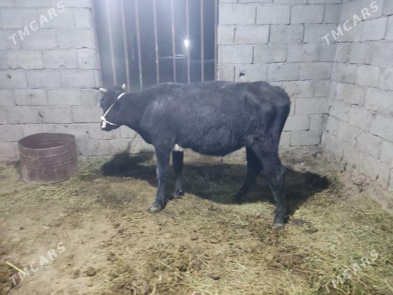 tohum tuwe - Гёкдепе - img 7