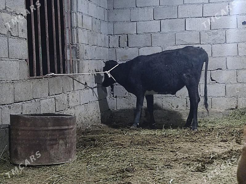 tohum tuwe - Гёкдепе - img 4