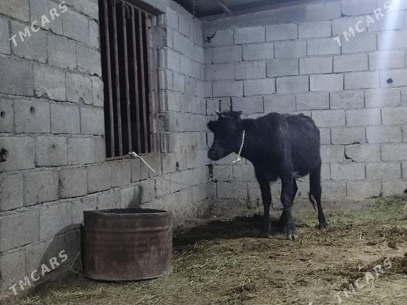 tohum tuwe - Гёкдепе - img 8