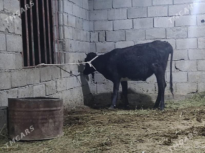 tohum tuwe - Гёкдепе - img 3