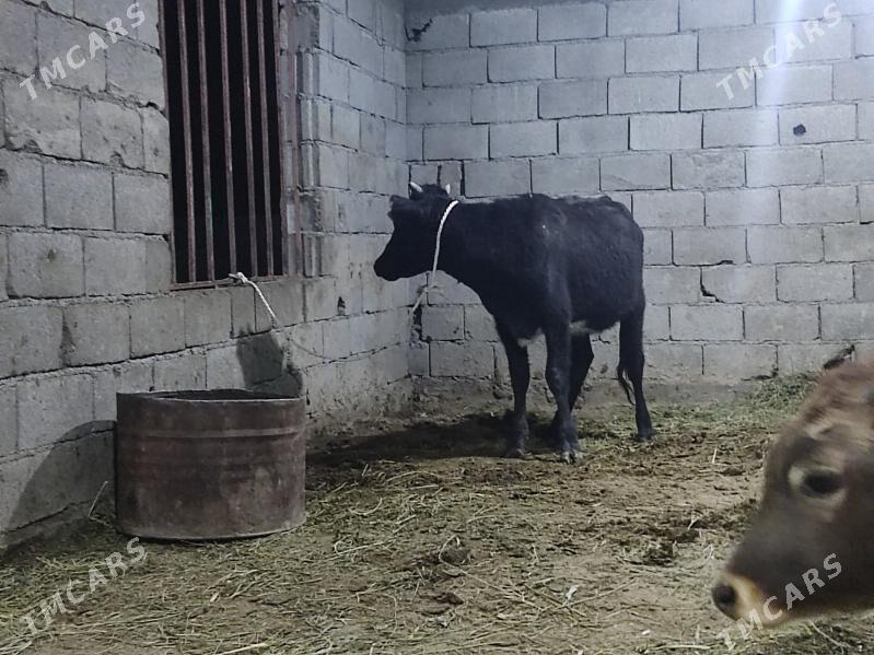 tohum tuwe - Гёкдепе - img 5