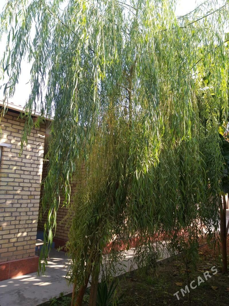 Agaç Leýli saç - Baýramaly - img 1