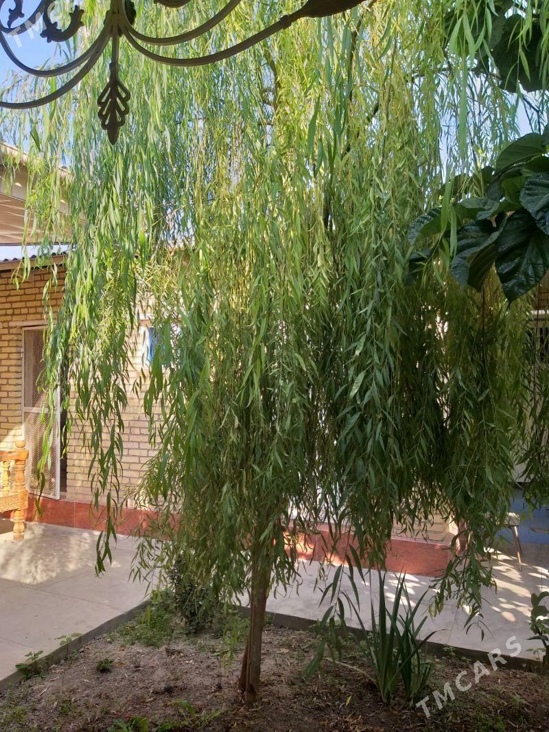 Agaç Leýli saç - Baýramaly - img 2