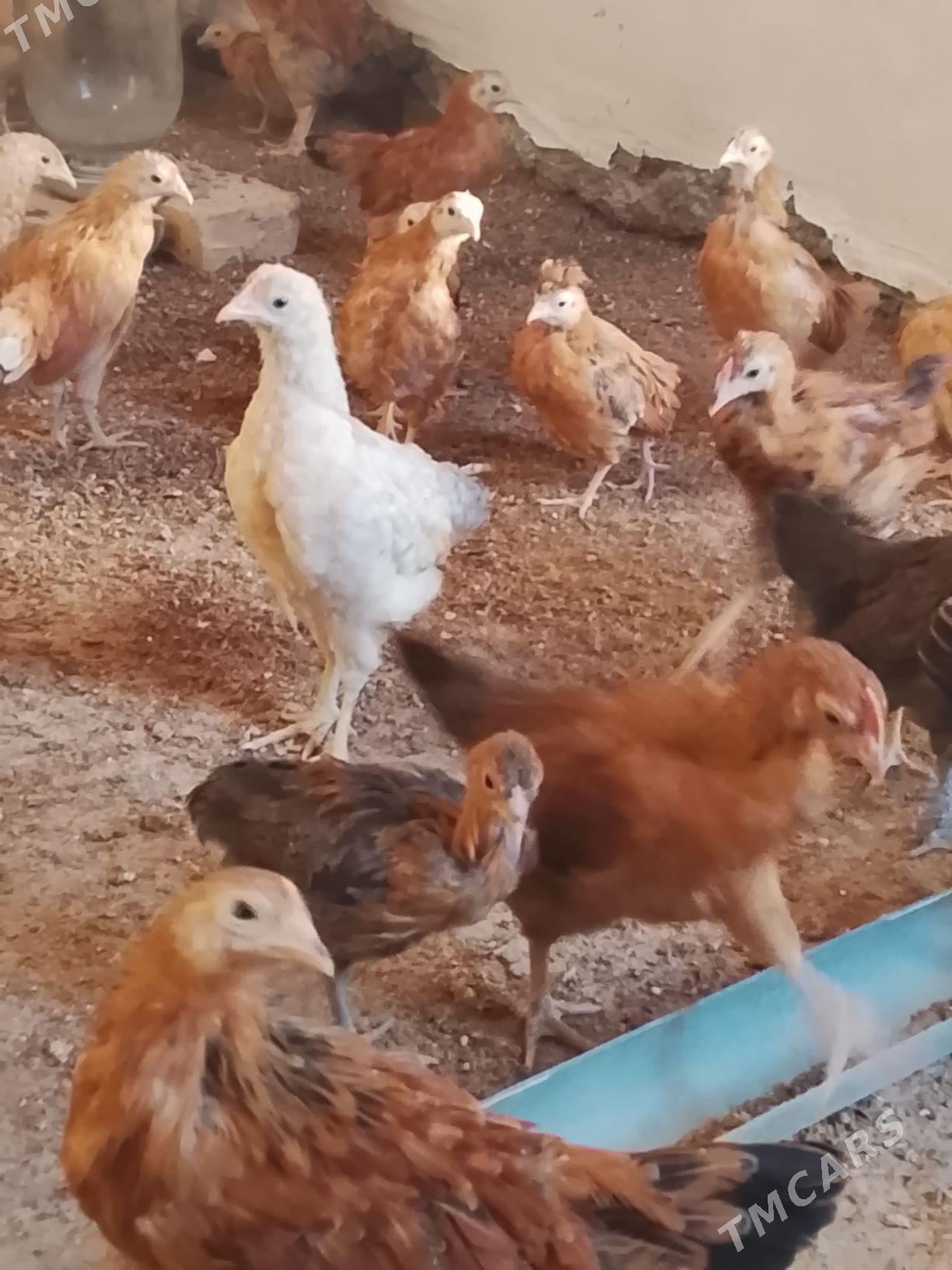 Jüýjeler - Гёкдепе - img 2