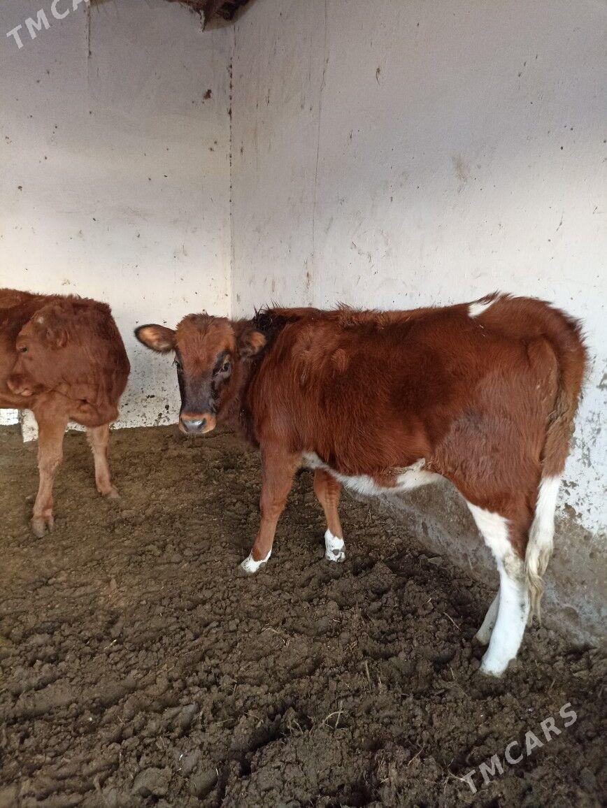 Göle satlyk - Mary - img 2