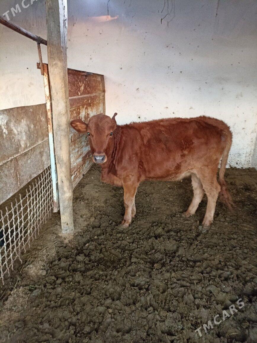 Göle satlyk - Mary - img 1