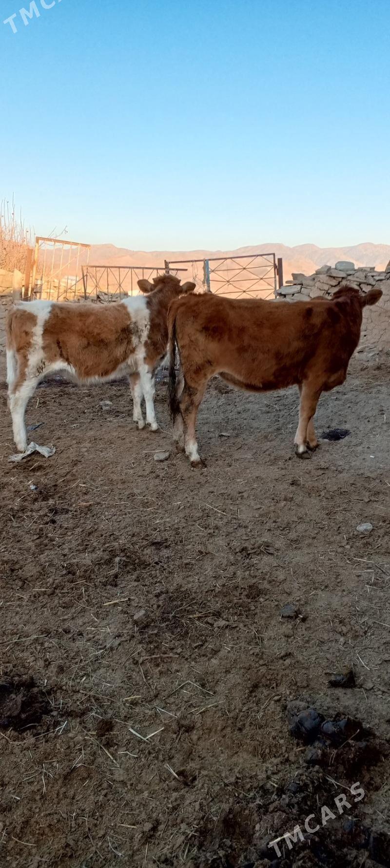 sygyr we tuwe - Bäherden - img 3