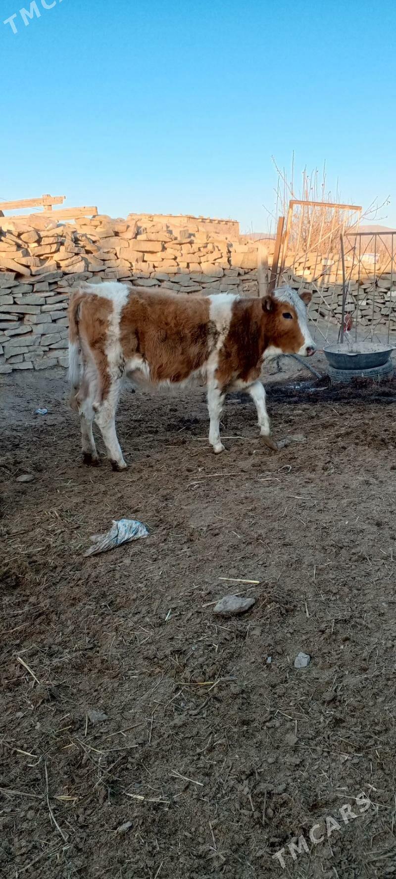 sygyr we tuwe - Bäherden - img 2