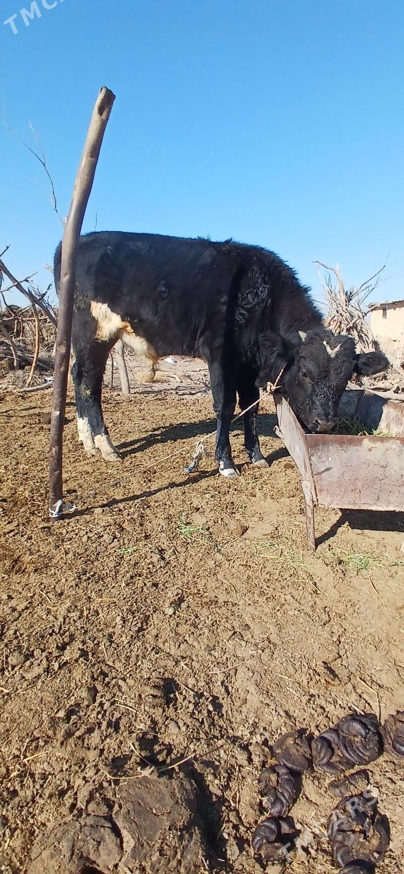 okuz ala - Ak bugdaý etraby - img 2