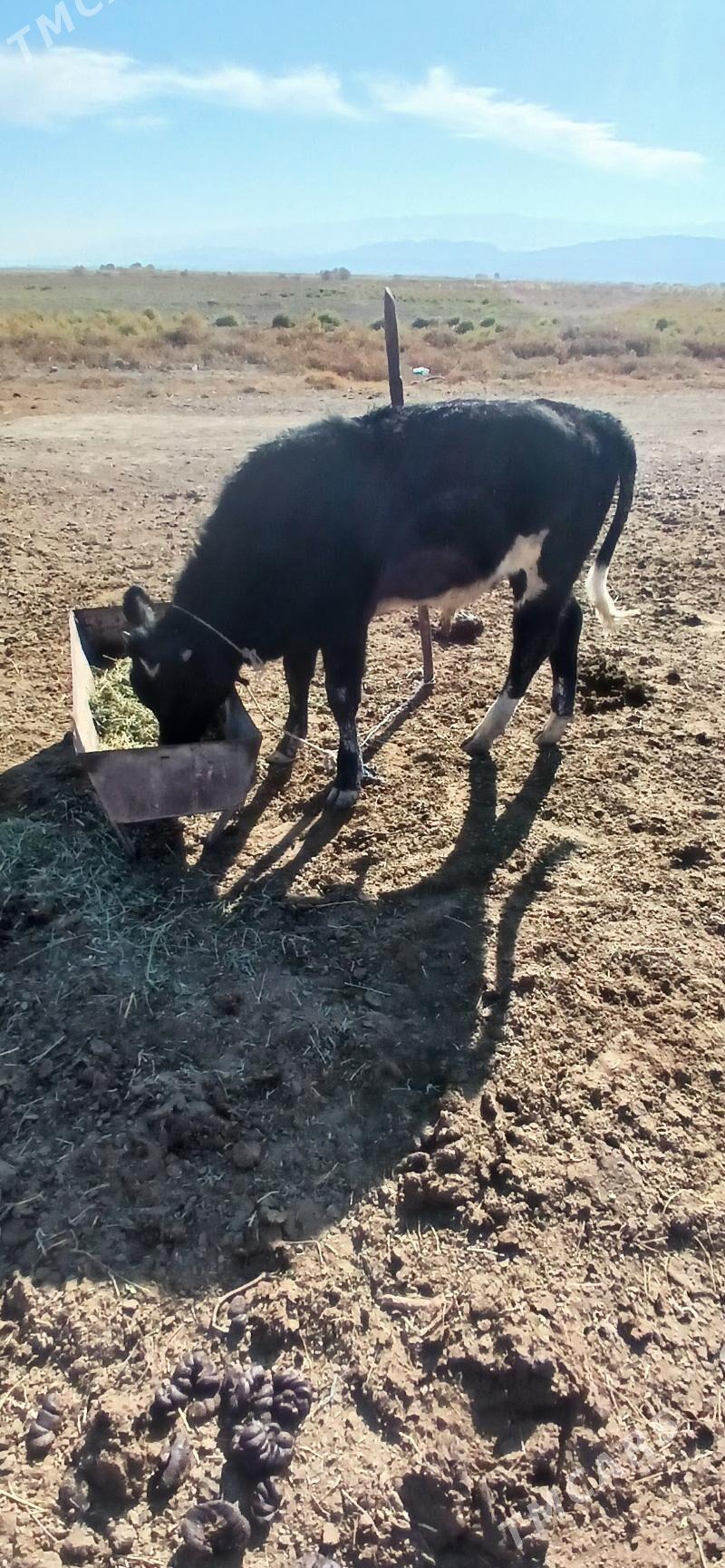 okuz ala - Ak bugdaý etraby - img 3